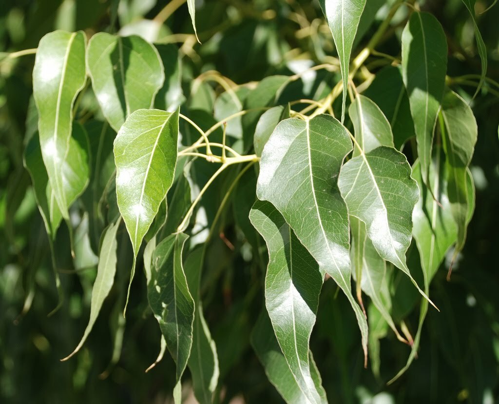 Brachychiton Populneus, Kurrajong Flowering Bottle Tree 5 Seeds, Ships From USA!