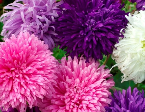 GIANT CALIFORNIA ASTER FLOWER SEEDS FREE SHIPPING 50 FRESH SEEDS