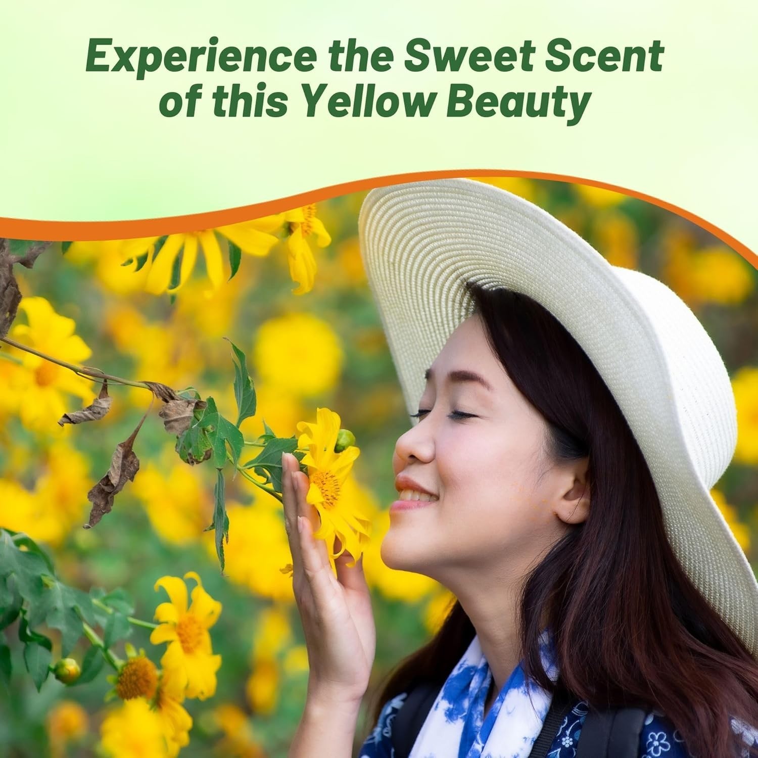 Yellow Torch Mexican Sunflower Seeds – 500 Pcs Annual, Easy-to-Grow, Yellow T…