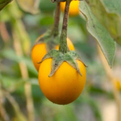 Golden Eggs Eggplant Seeds – For 2026 Planting Yellow Ornamental Small Baby