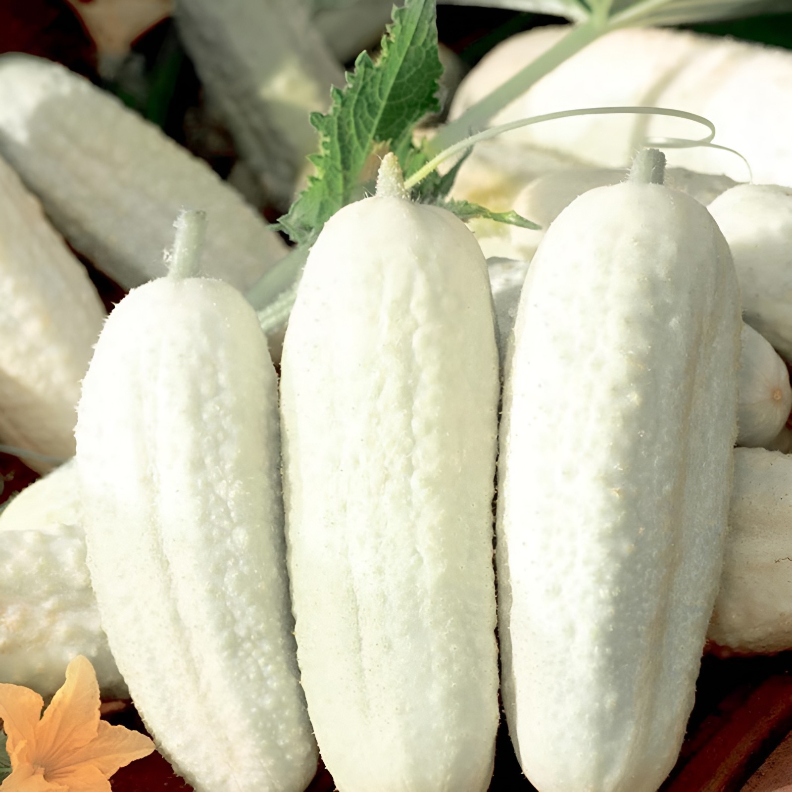 60 Heirloom White Wonder Cucumber Seeds – Delicious Solid White Pickling Variety
