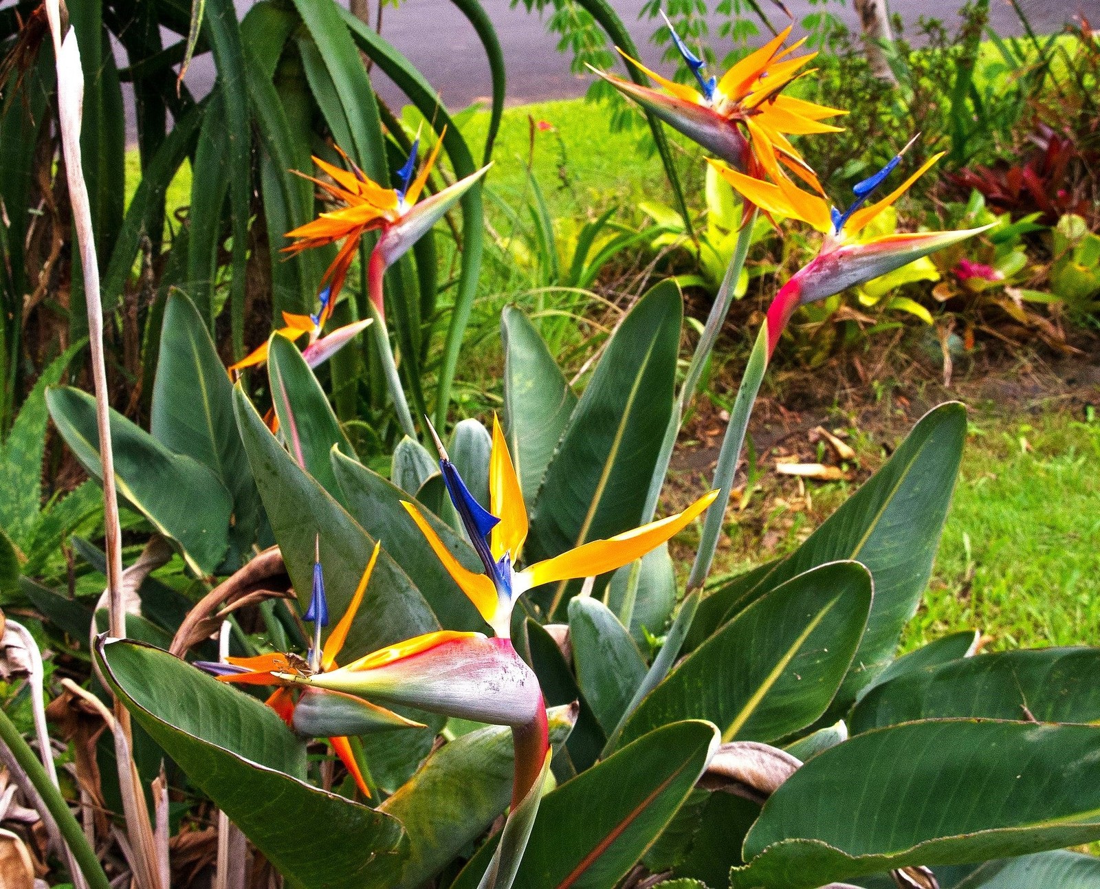 Birds of Paradise Seeds – For 2025 Planting Strelitzia Reginae Orange Blue