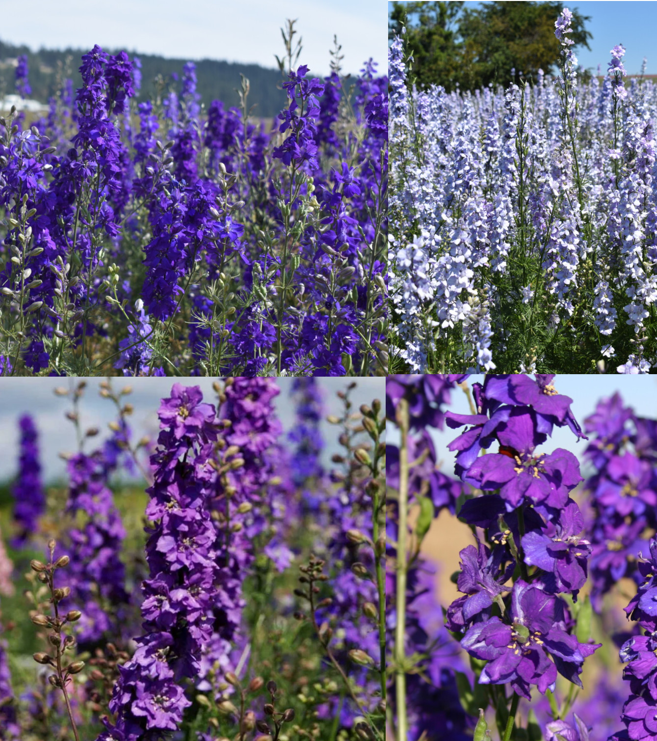 Rocket Larkspur Delphinium NIGHT SKY MIX Blues Pollinators Non-GMO 500 Seeds!