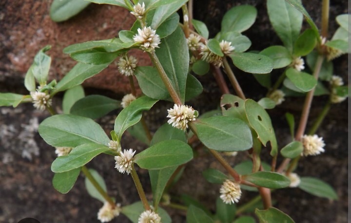 200+Sessile Joyweed/Ponnanganni/Mukunuwenna/Dwarf Copperleaf/Alternanthera Seeds