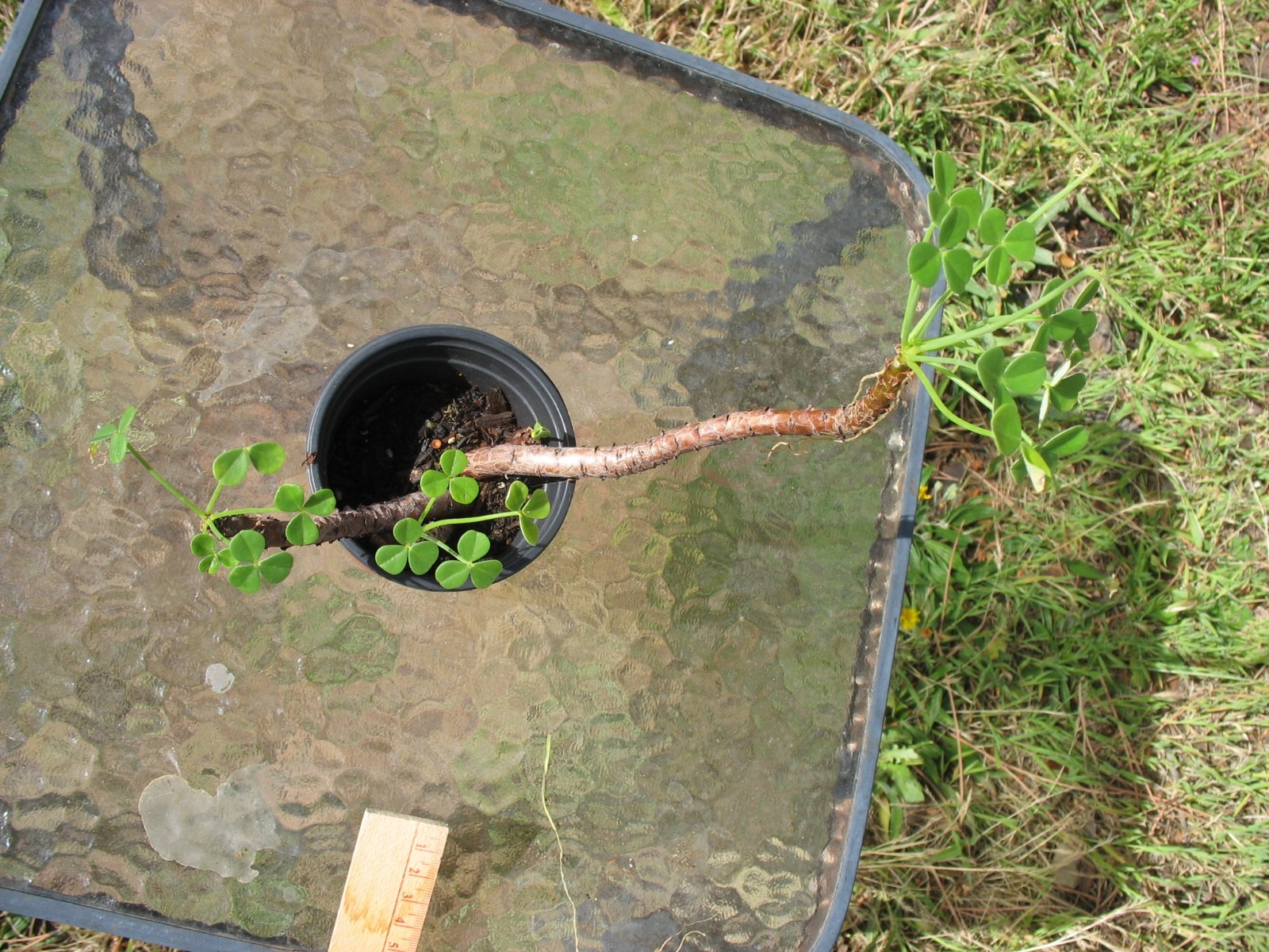 Bonsai Sorrel ~ Oxalis carnosa Caudex Caudiciform megalorrhiza 3.5″ pot #3