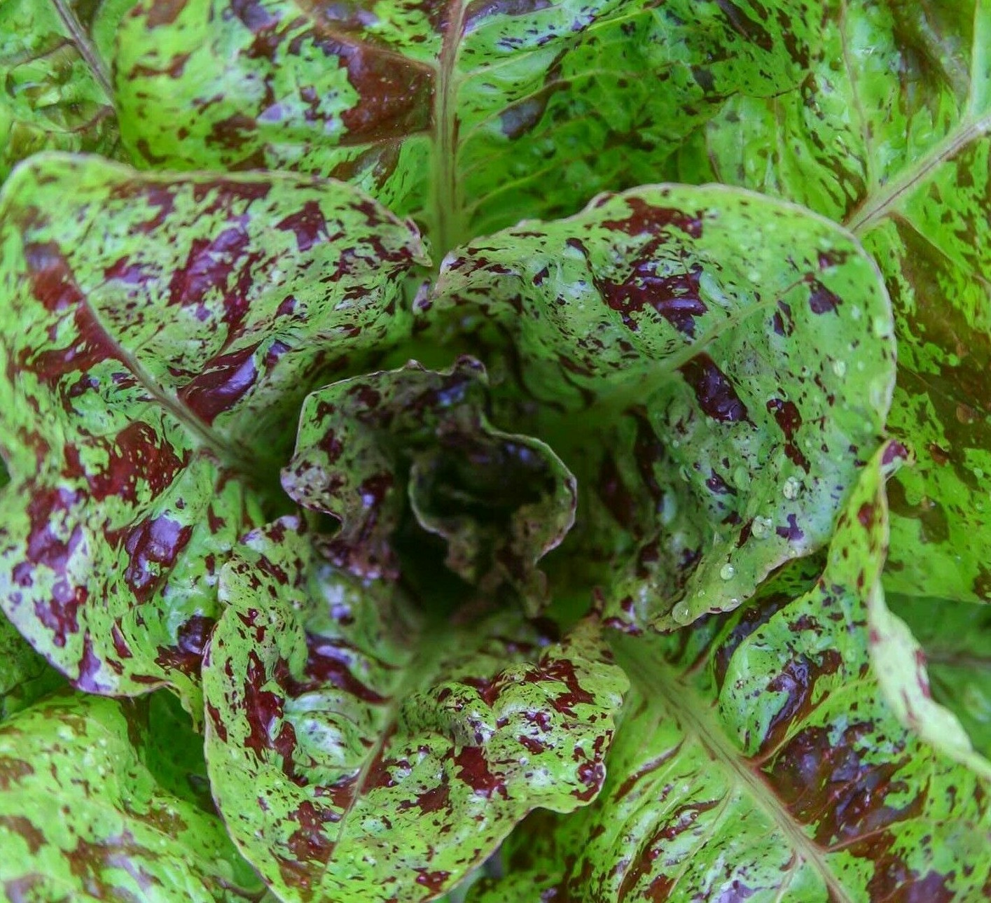 FRECKLES ROMAINE LETTUCE SEEDS 500+ Healthy GARDEN greens SALAD FREE SHIPPING