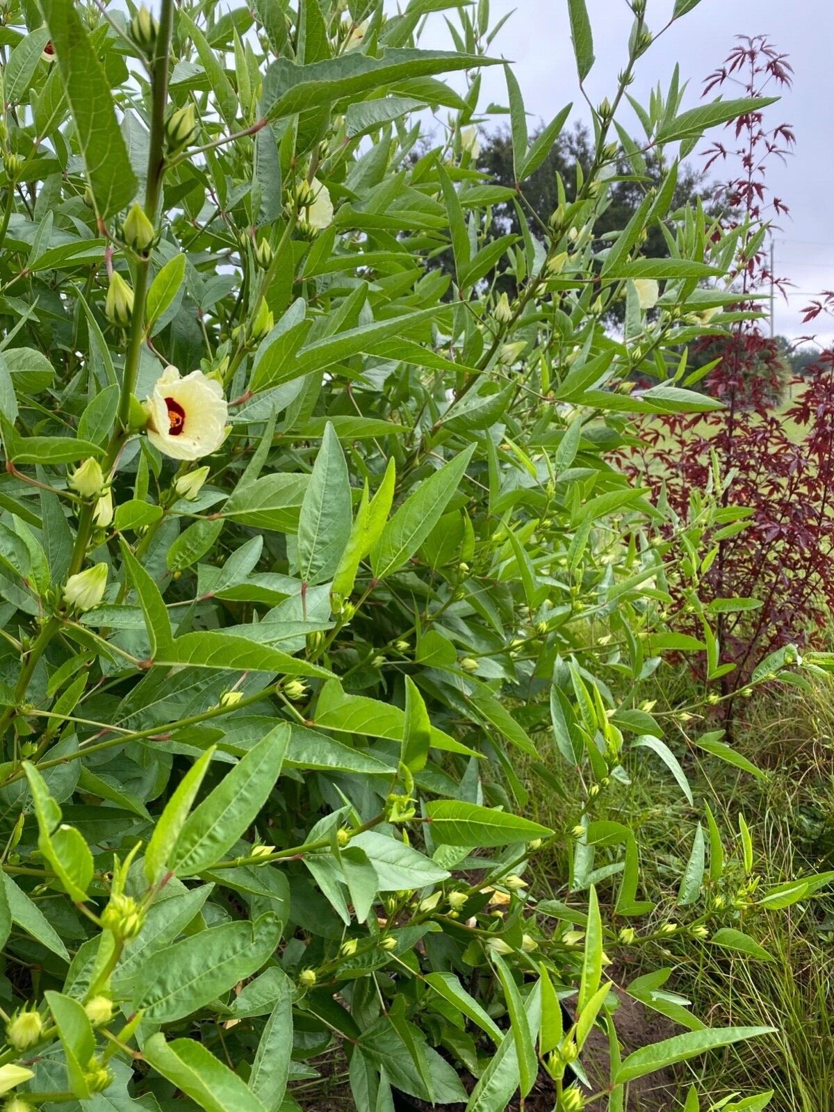 White Jamaican Sorrel Seeds 30 Seeds White Roselle Hibiscus Plus Free Gift