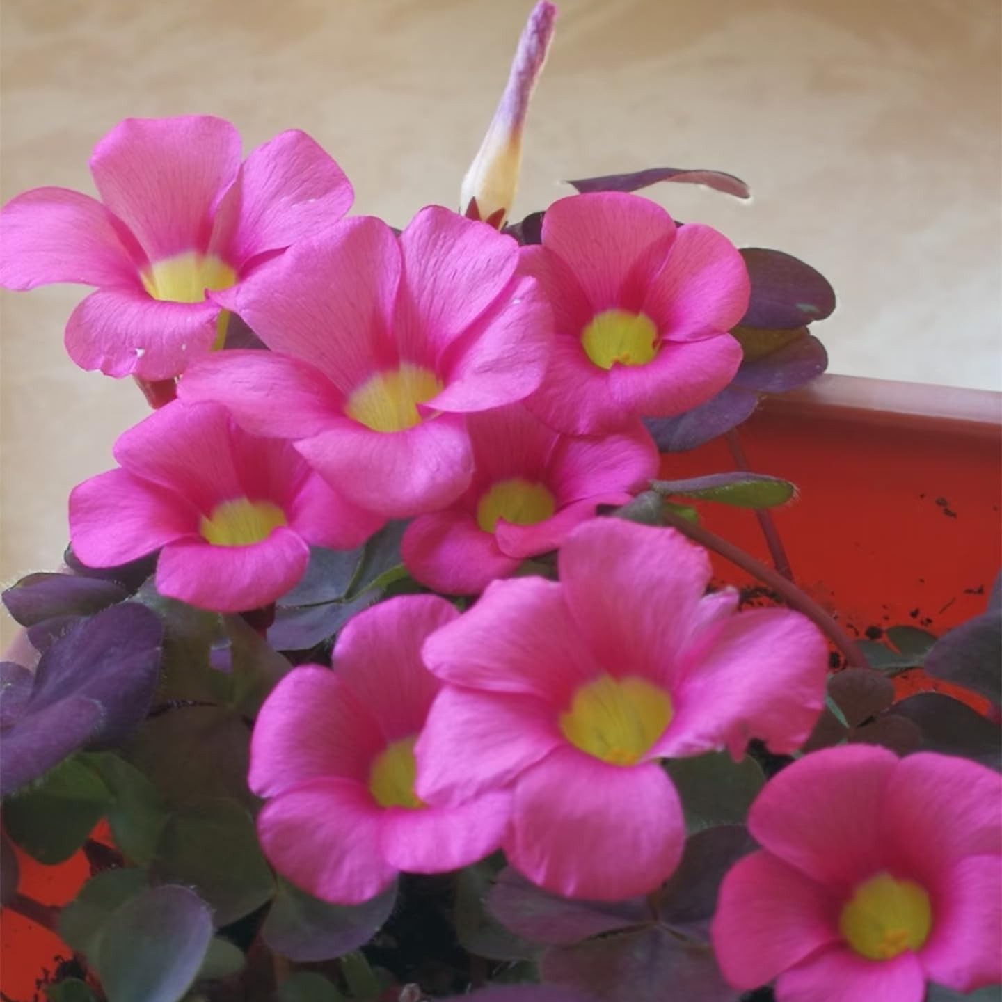 12 Purple Shamrock Bulbs Oxalis Triangularis for Planting, Flower Bulbs Indoo…