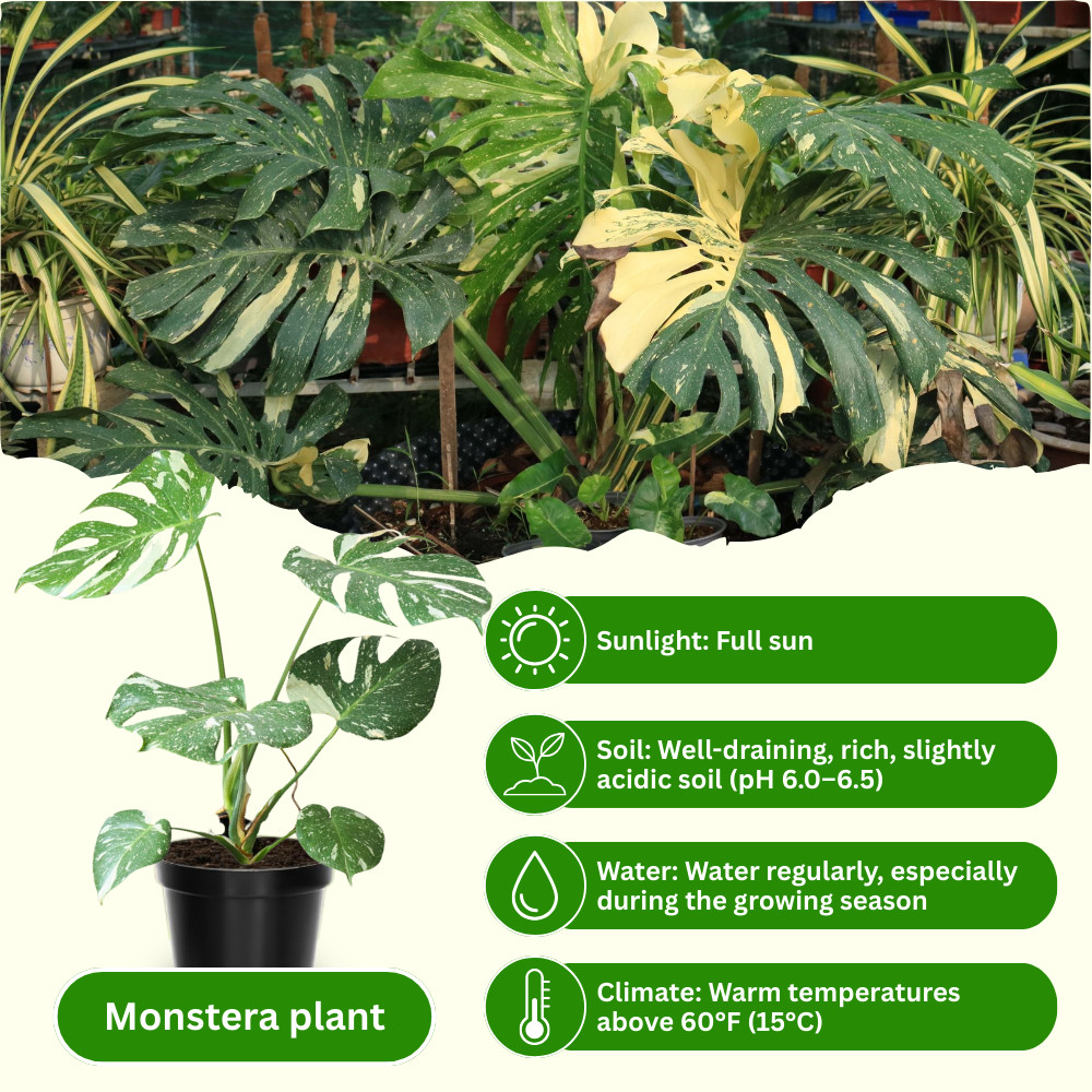 Thai Constellation Monstera Live Plant 4-6 Inches Tall Healthy Rooted Variegated