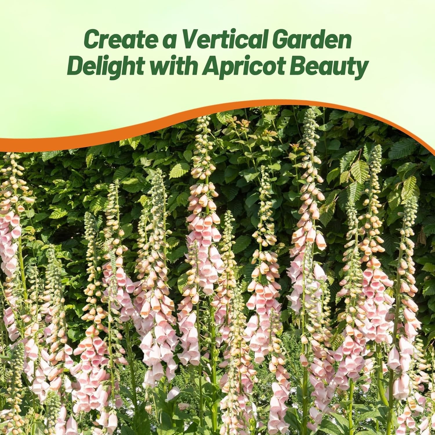 10000 Seeds Foxglove Seeds – Digitalis Purpurea Apricot Beauty Flower Seed