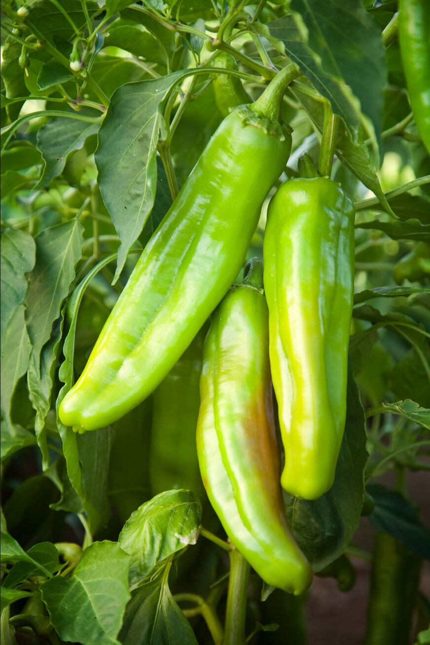 150ct NuMex 6-4 Hatch Chili Pepper Seeds! VERY MILD Large Flavorful Hatch Chili