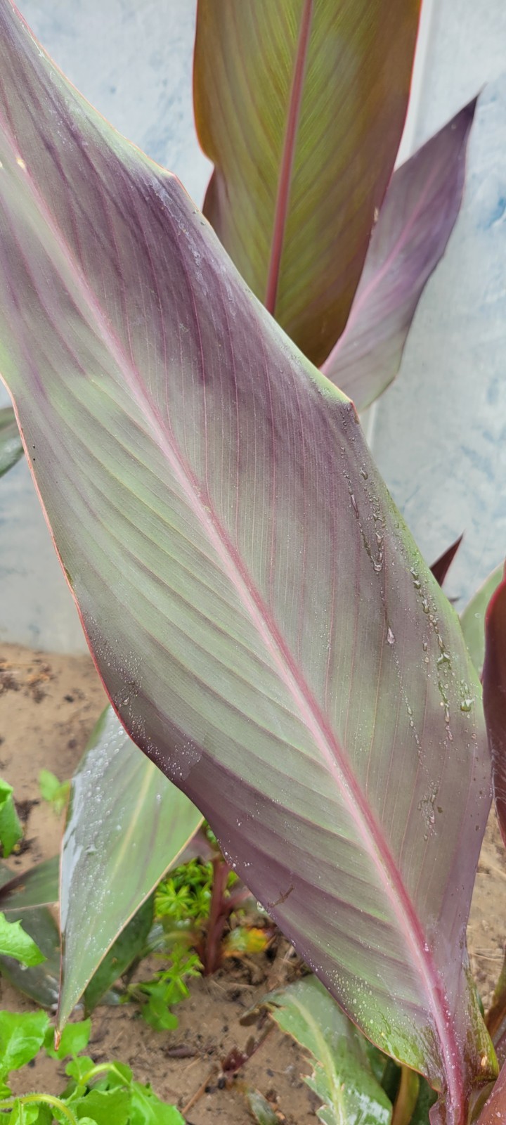 Orange Canna Lilly Bulbs with Purple and Green Foliage (3 Count) Perennial