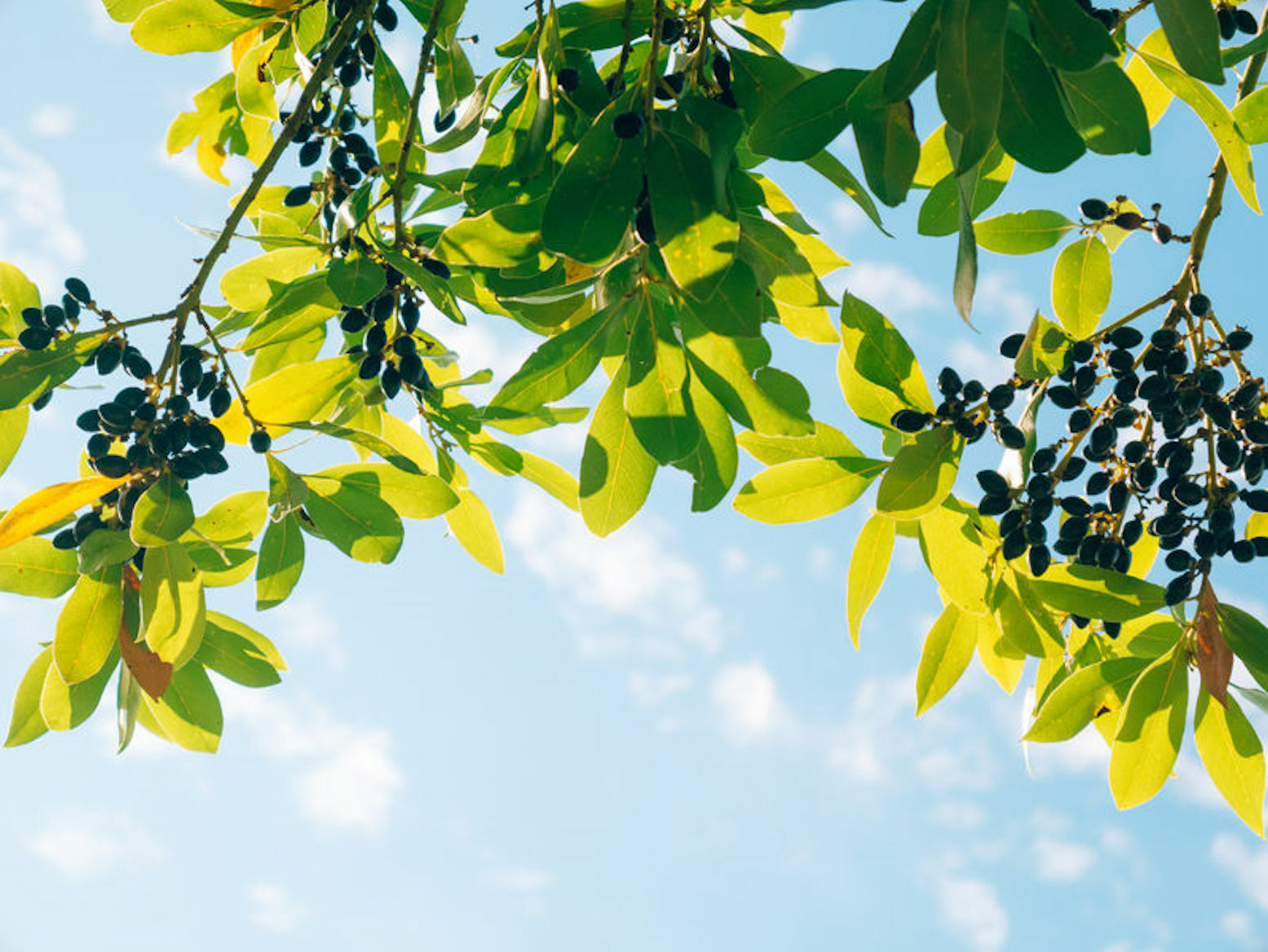 Camphor Tree Cinnamomum camphora Seeds! Aromatic Evergreen