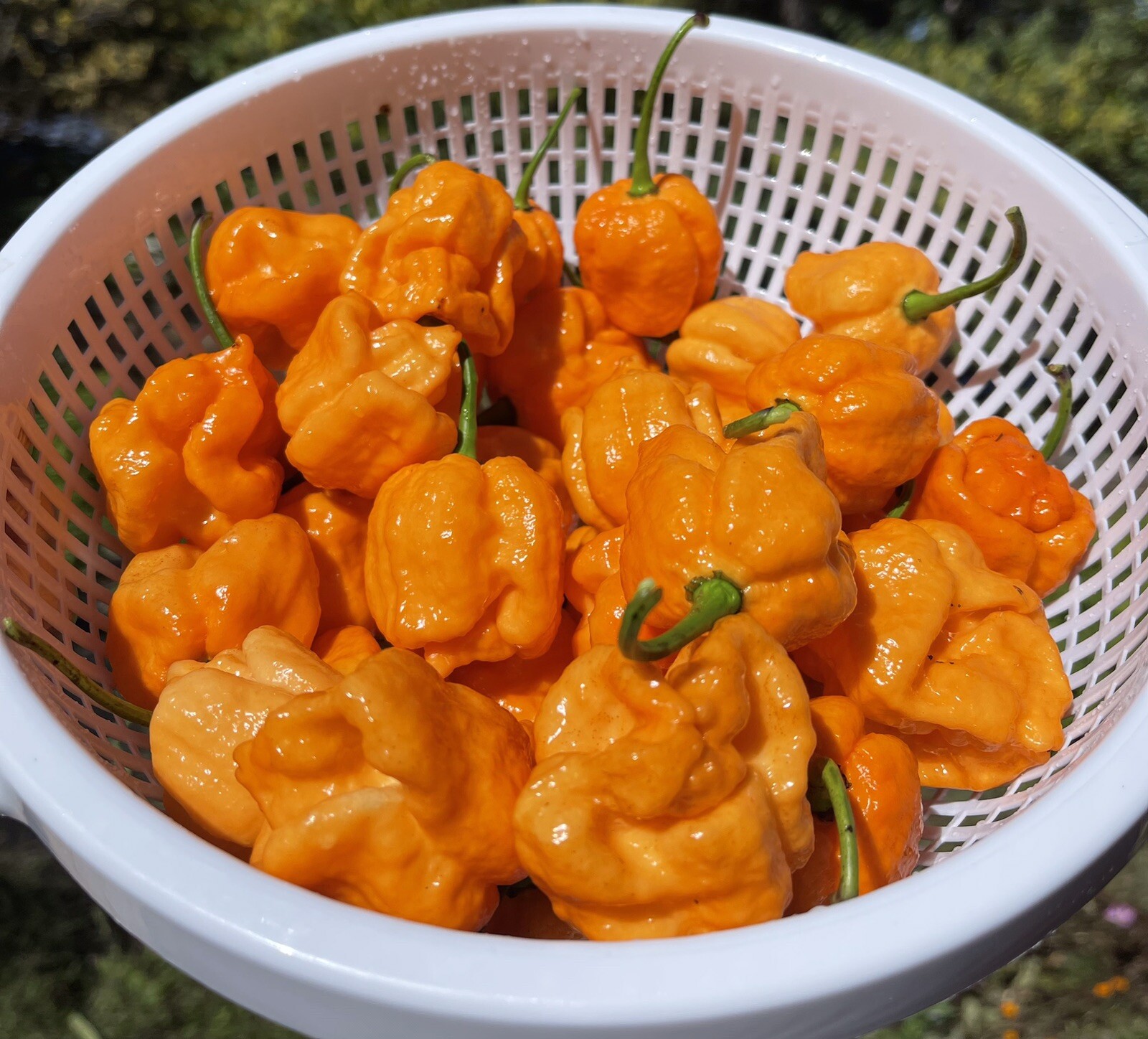100+ Random SUPERHOT Pepper Seeds Individually Labeled Over 40 Different Kinds