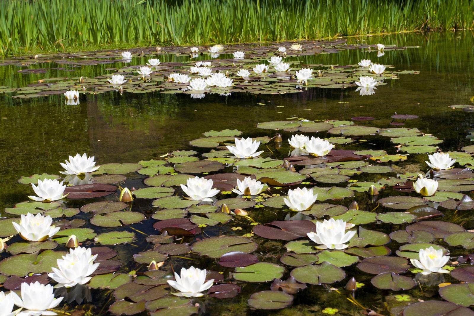10 WHITE WATER LILY Pad Nymphaea Ampla Asian Lotus Flower Pond Seeds *Comb S/H