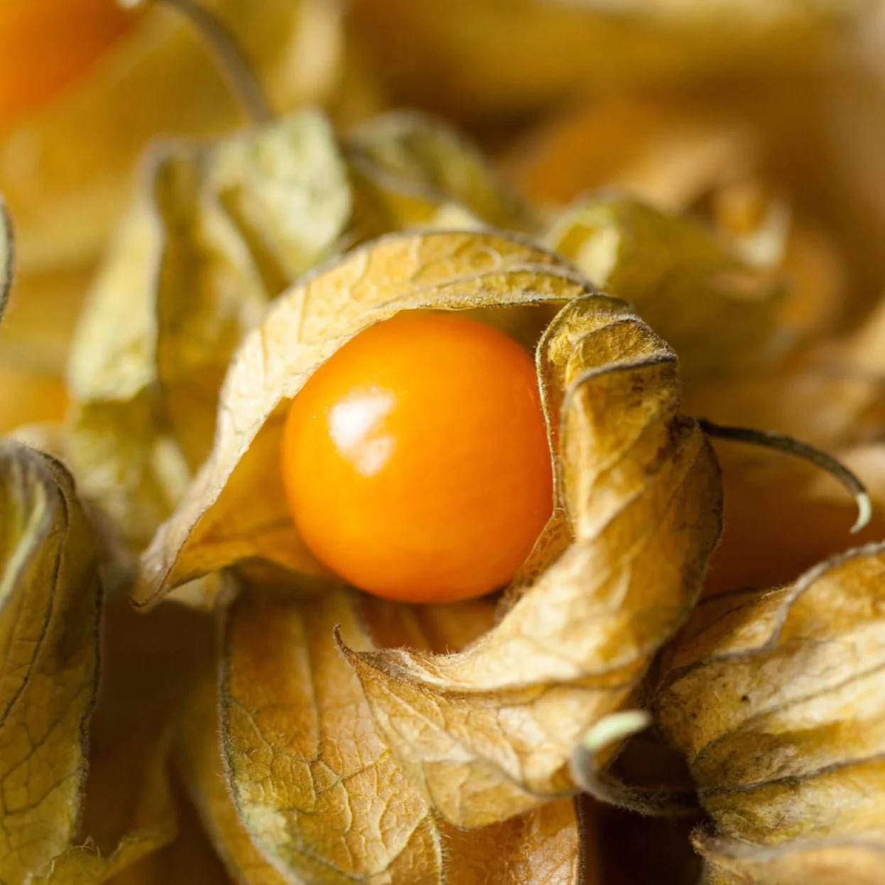 Strawberry Ground Cherry Seeds | Physalis Pruinosa Gooseberry Asian Seeds 2024