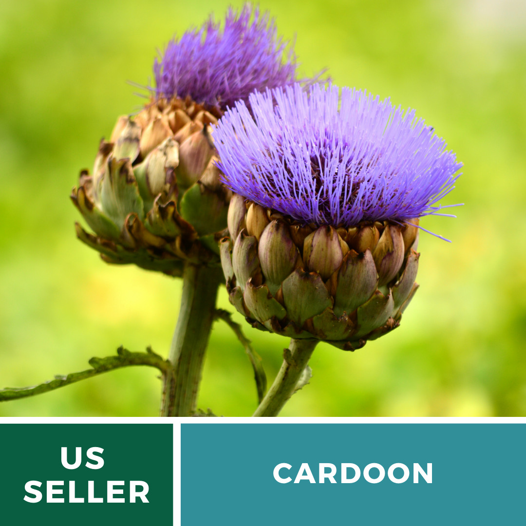 Cardoon – Artichoke Thistle – 25 Seeds – Rare Culinary Herb (Cynara Cardunculus)