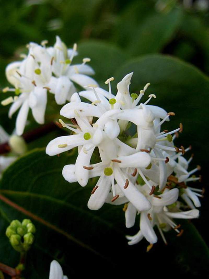 1-1000 PCS Seven Son Flower Tree Seeds Heptacodium Miconioides White Flower 0156