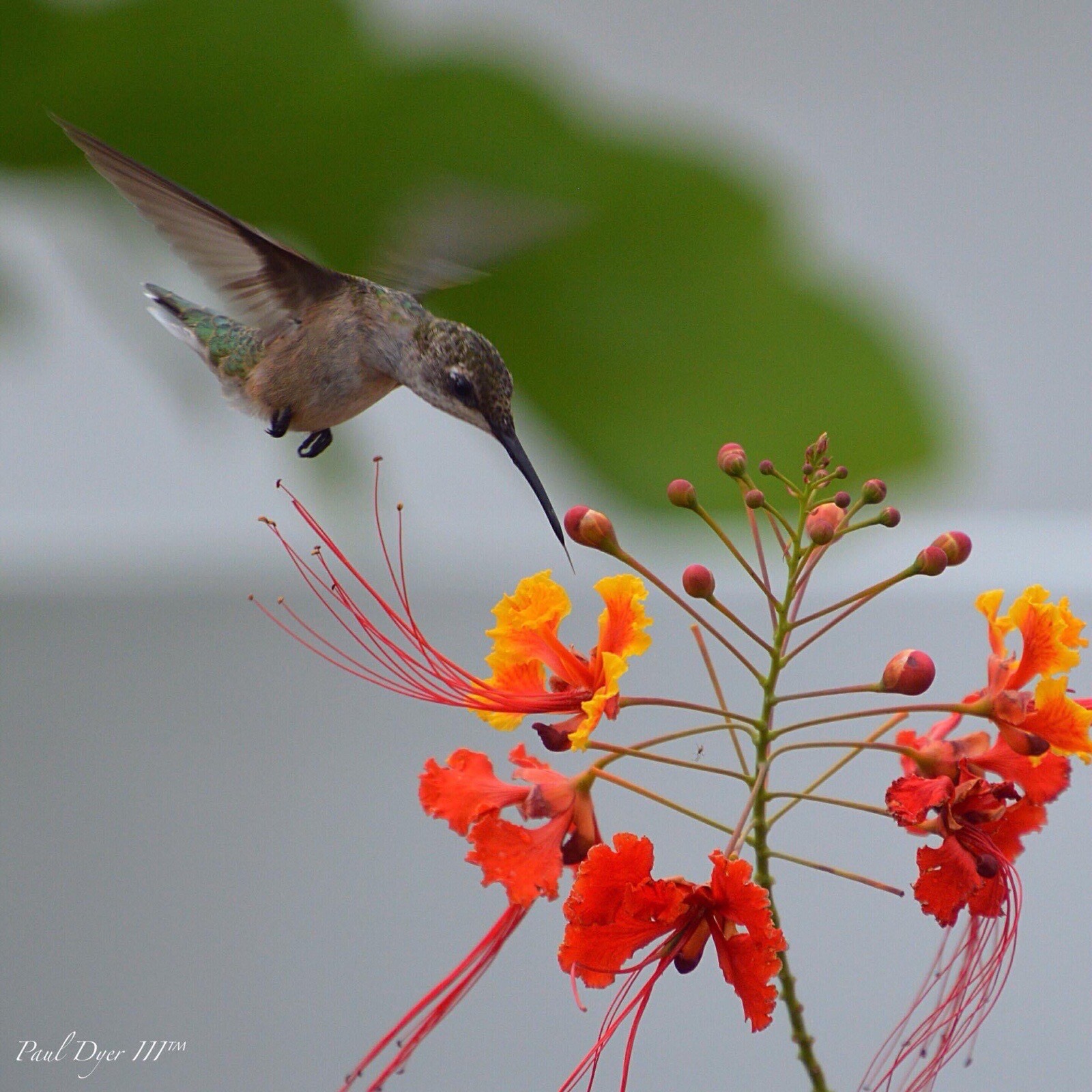 15 seeds Caesalpinia Pulcherrima PRIDE OF BARBADOS MEXICAN BIRD OF PARADISE