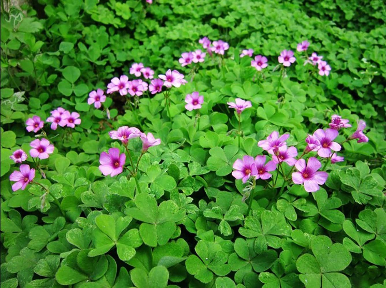 Green Shamrock Bulbs 15 Luck Oxalis to Plant, Easy