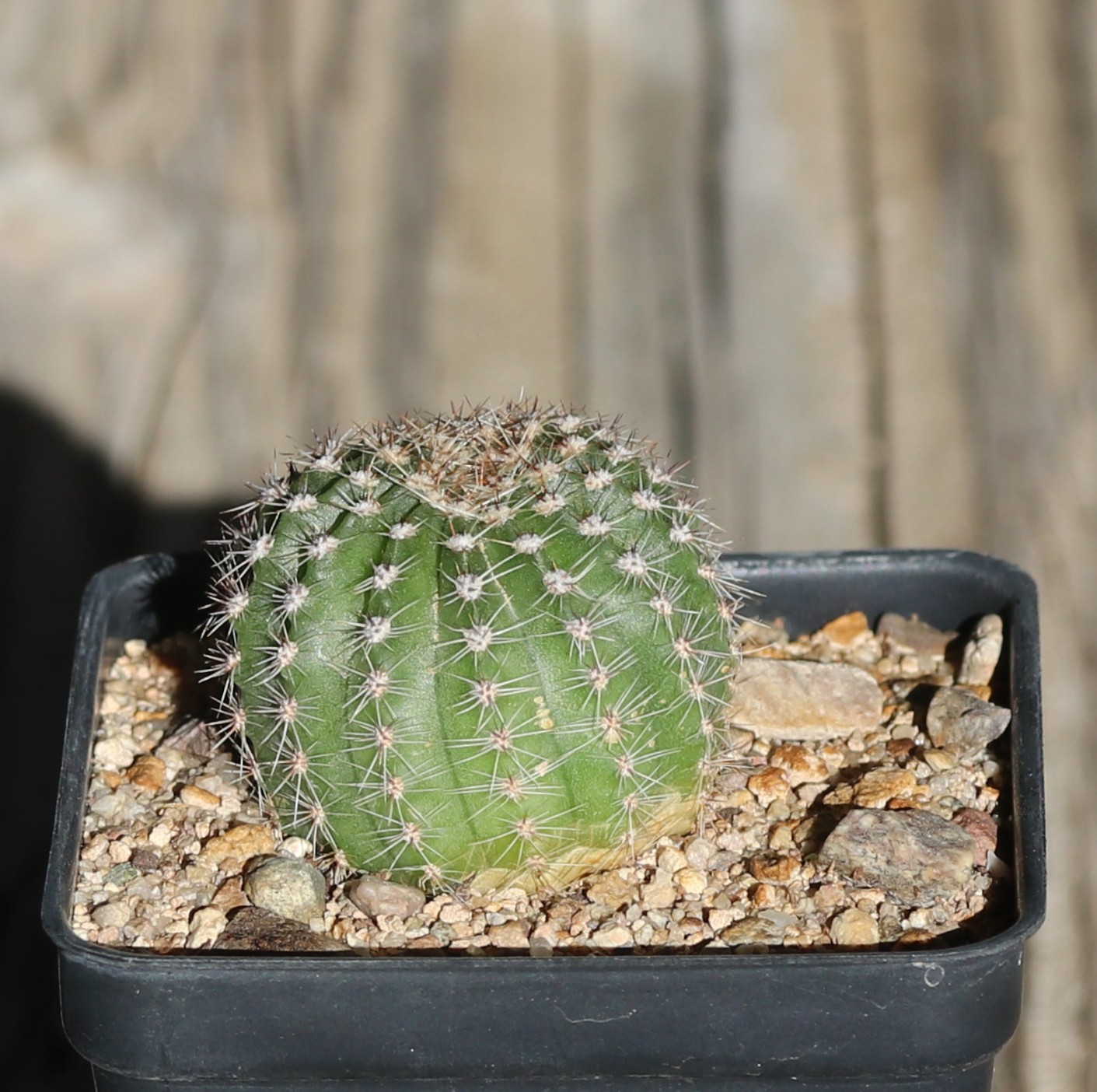 Echinopsis hybrid ‘Morgenzauber’