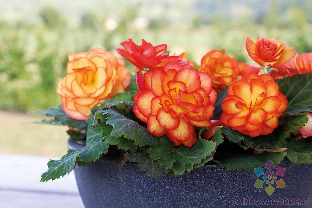 25+ Tuberous Begonia Seeds for Garden Planting – USA – FREE SHIPPING!
