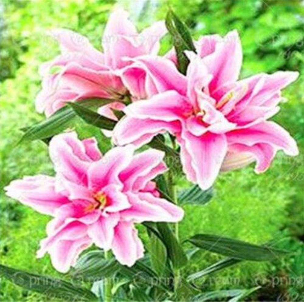 20 LILY FLOWER SEEDS rare exotic bloom blossom plant garden bush B germination