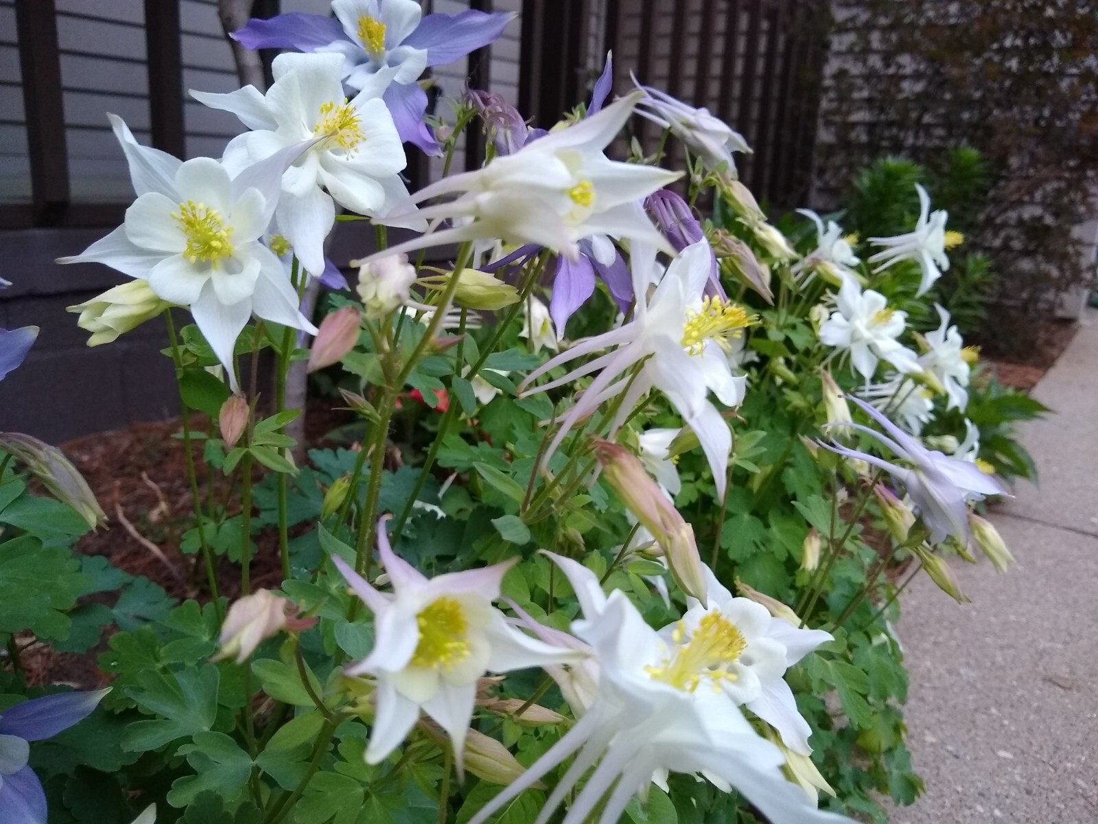 250+ Michigan Columbine Seeds – Organic & Non-GMO!