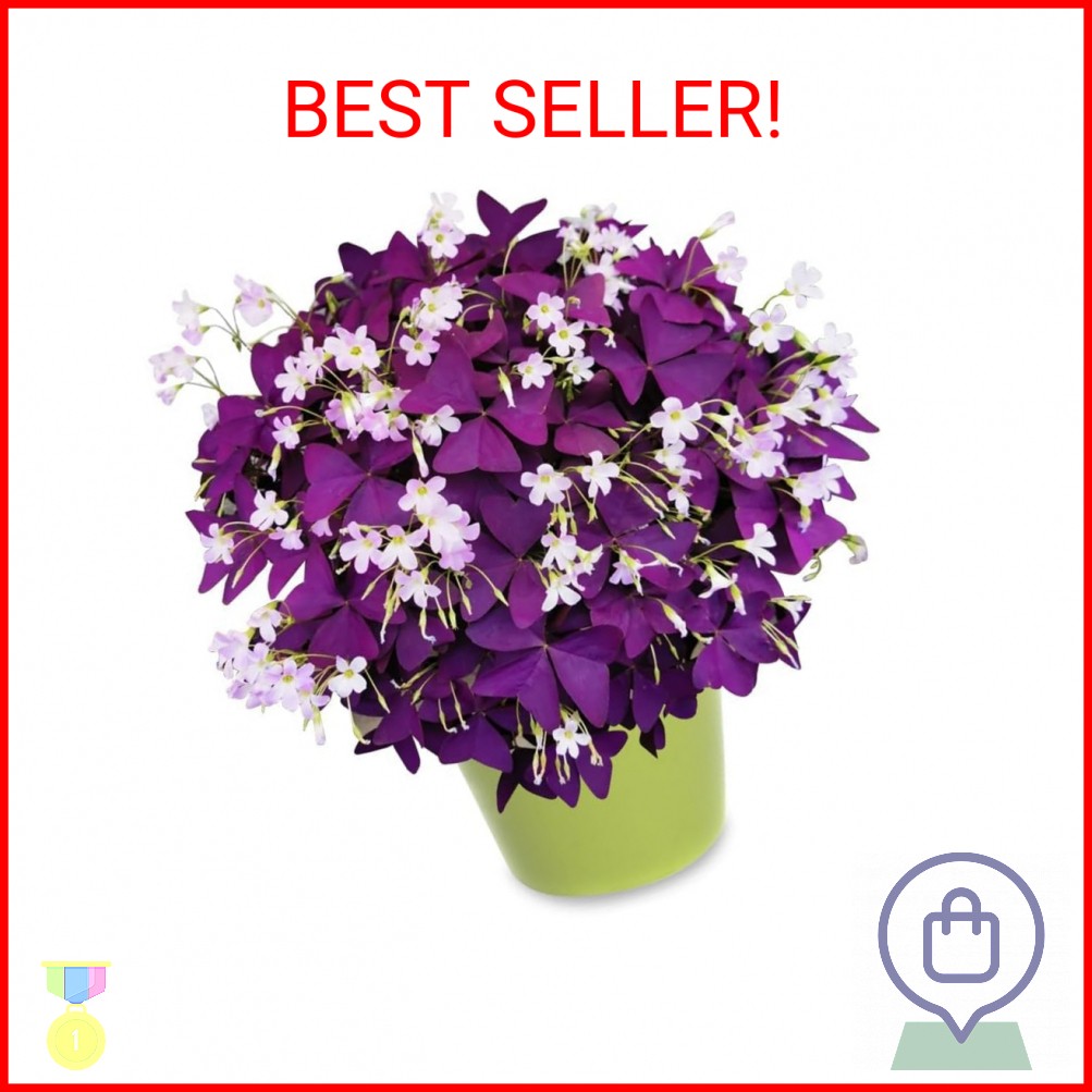 Purple Shamrock Bulbs 12 Pcs Good Luck Purple Oxalis Bulbs for Planting Indoor a