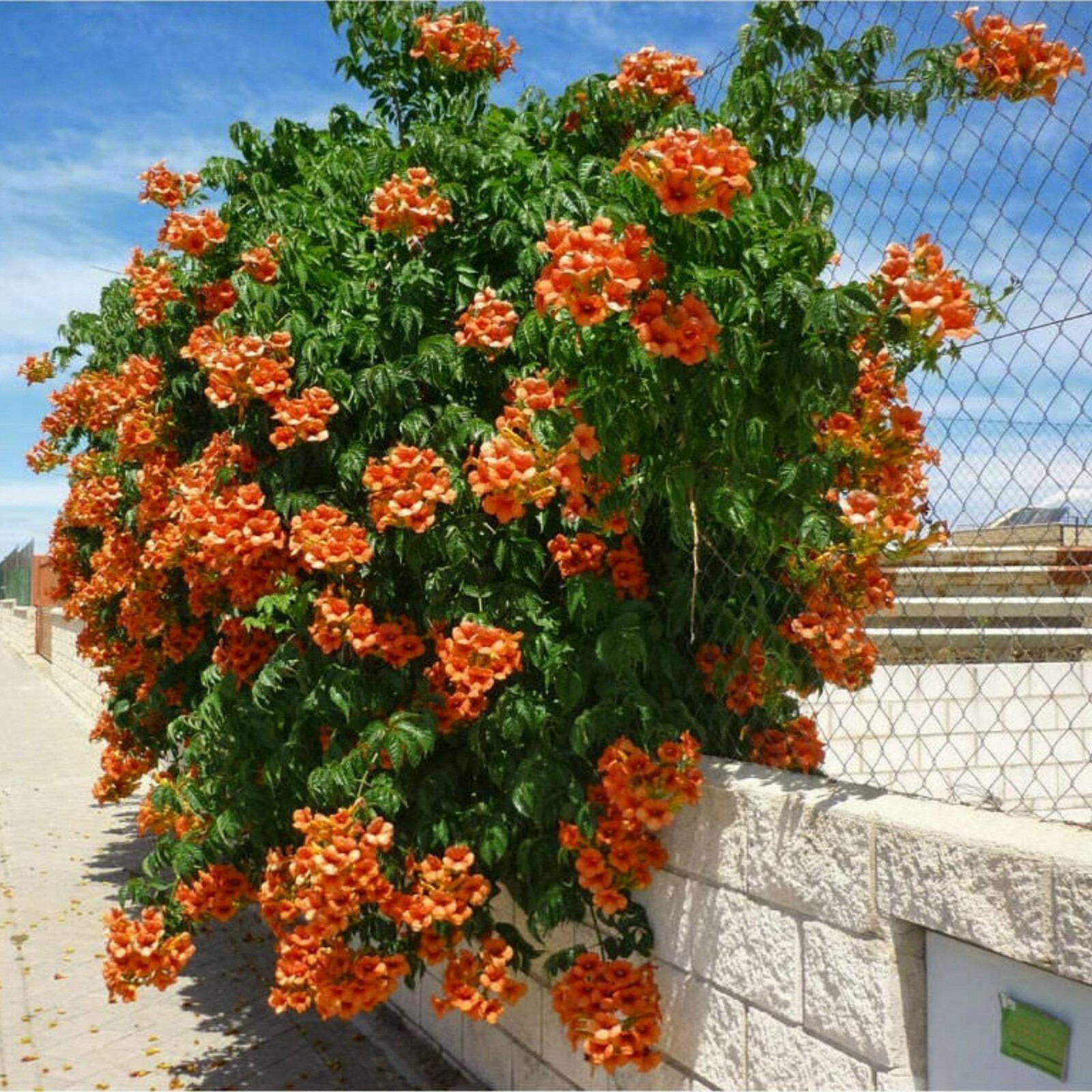 25 Heirloom Native Orange Trumpet Vine Seeds-Campsis radicans- Perennial