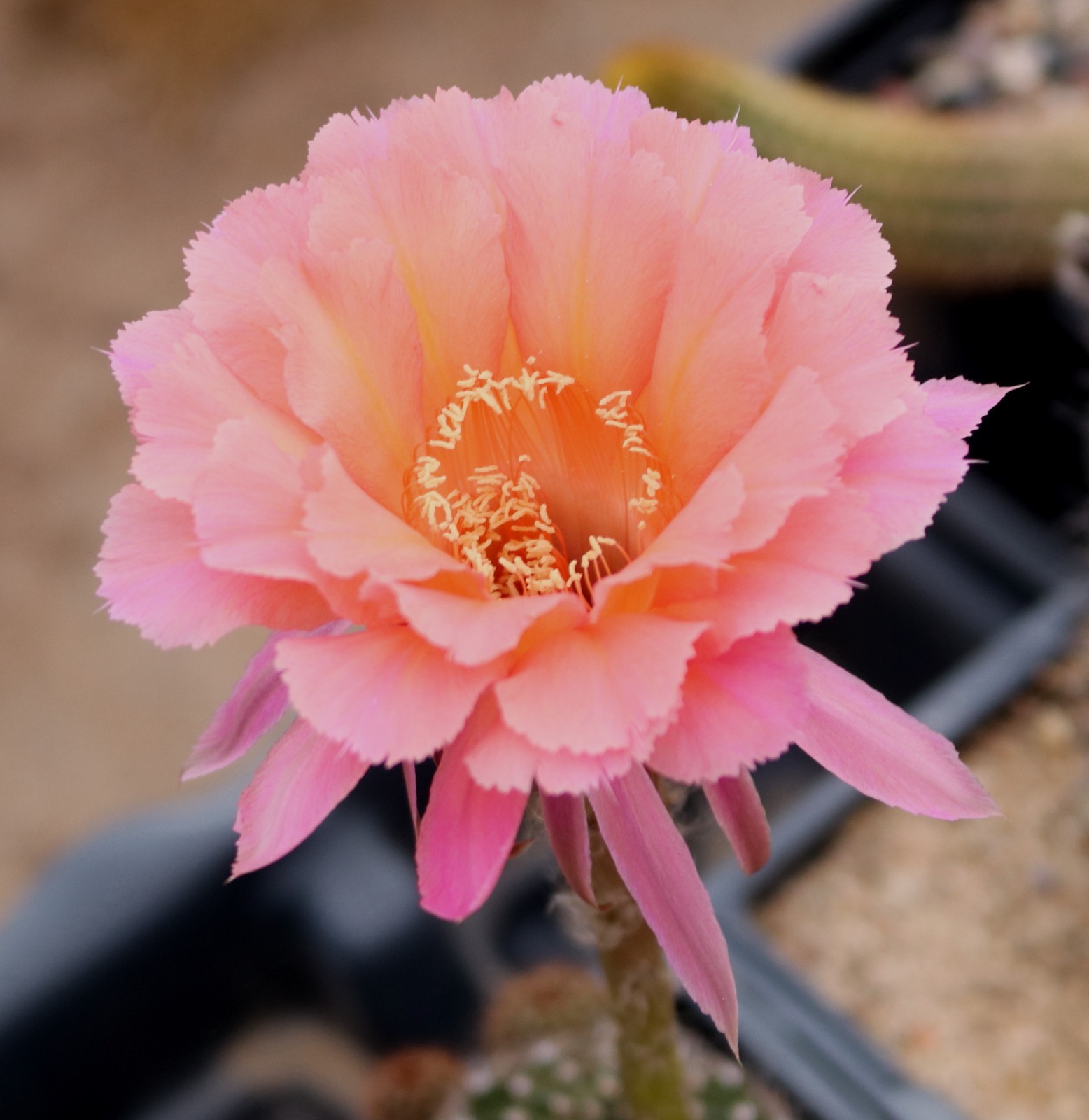 Echinopsis hybrid ‘Sierra Skyline’