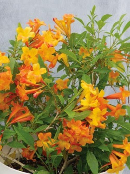SUN TRUMPET TACOMA ORANGE ~ Campsis Radicans Trumpet Vine ~ Rooted Starter Plant