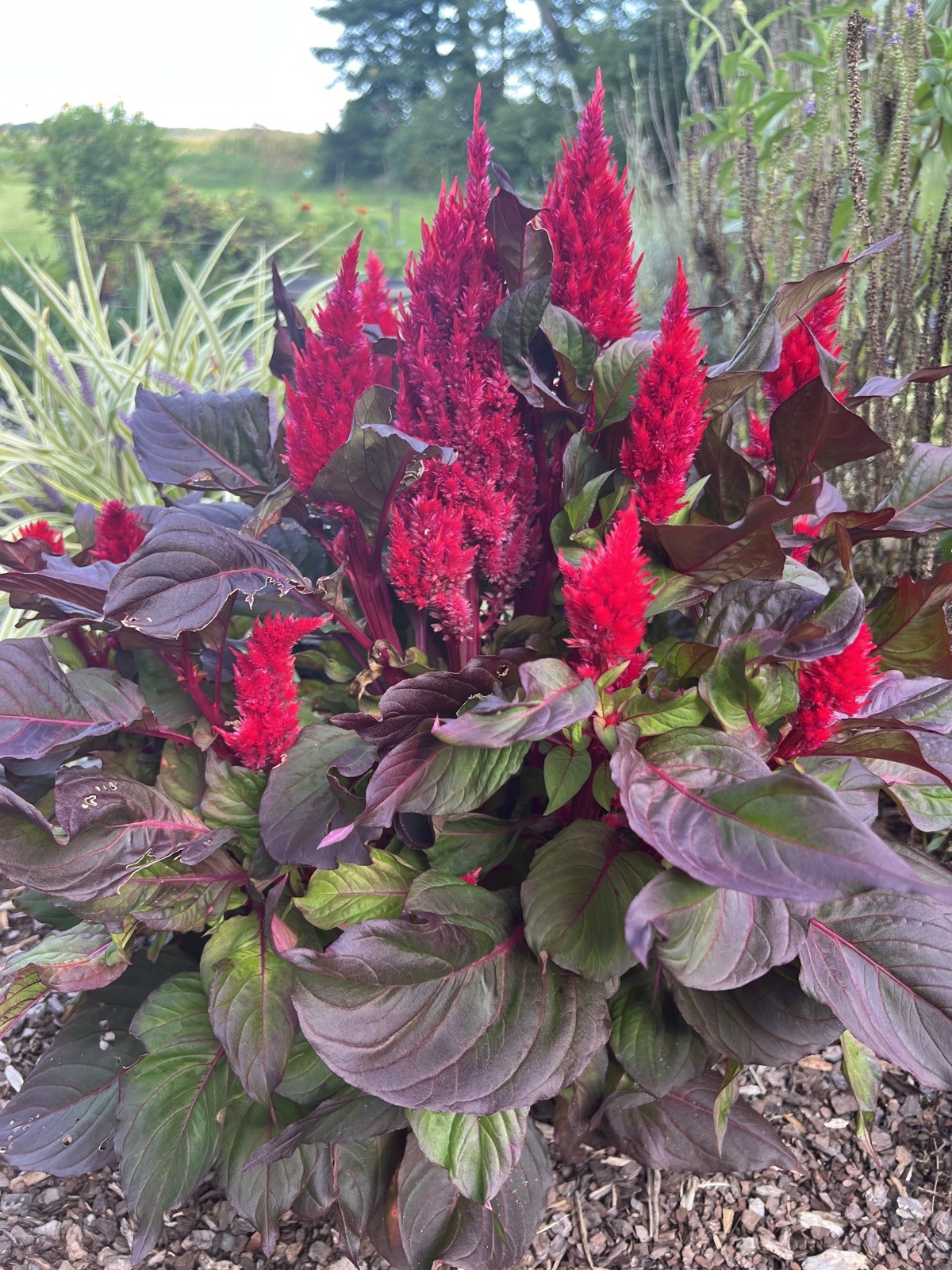 50 Red Celosia Seeds | Plumed Cockscomb | Red Cockscomb | Flowers