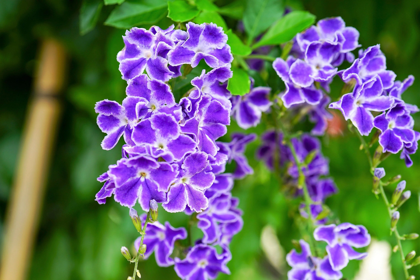 10 GOLDEN DEWDROP Duranta Erecta Repens Golden Foliage Blue Violet Purple White