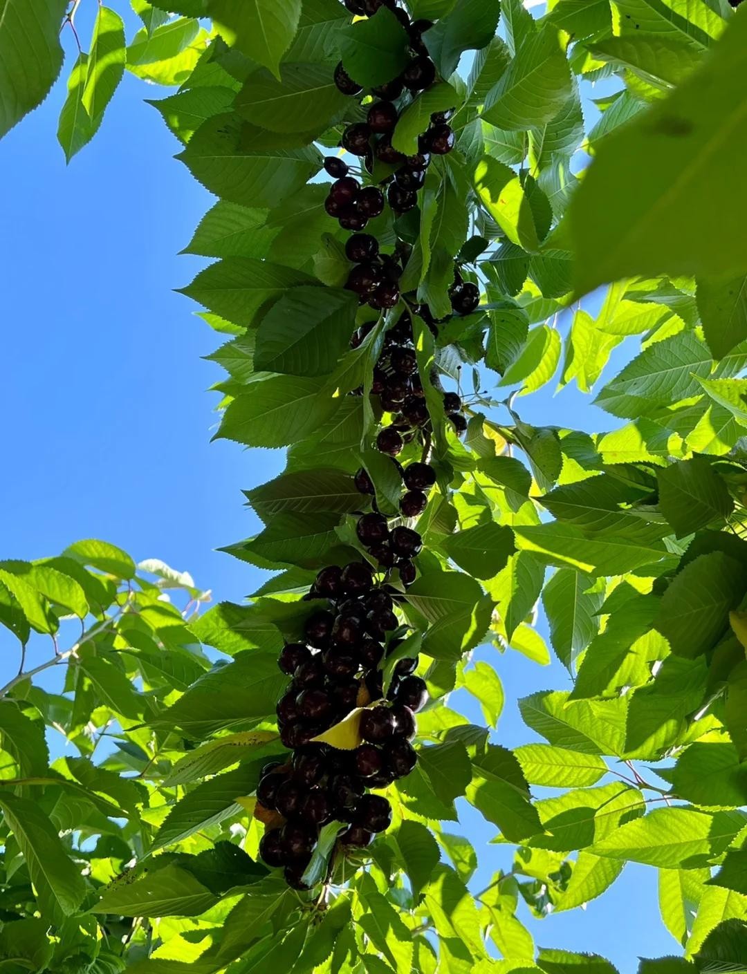 40 pcs Black Cherry Tree Seeds, Prunus Serotina Fruit Tree Seeds for Planting
