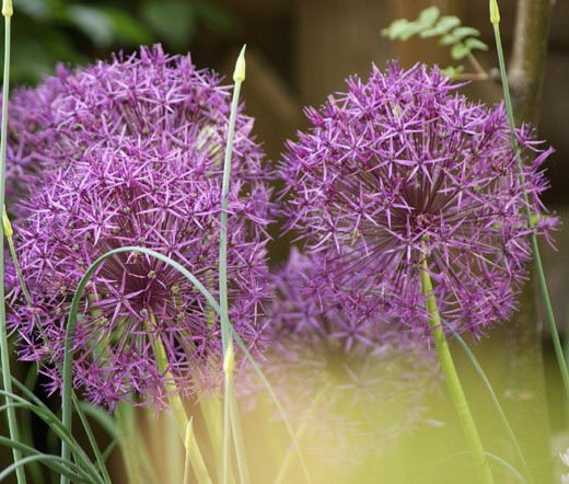 ONION ORNAMENTAL STAR OF PERSIA Allium Christophii – 50 Bulk Seeds