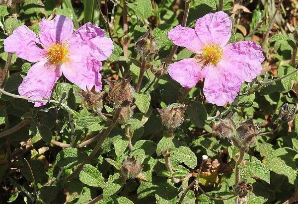 Cistus creticus | Rock Rose | Cretan Rockrose | Hoary Rock-Rose | 50 Seeds