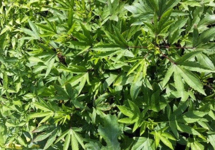 New 2026 Roselle/Gongura/Hibiscus sabdariffa -100Seeds per packet -Free shipping