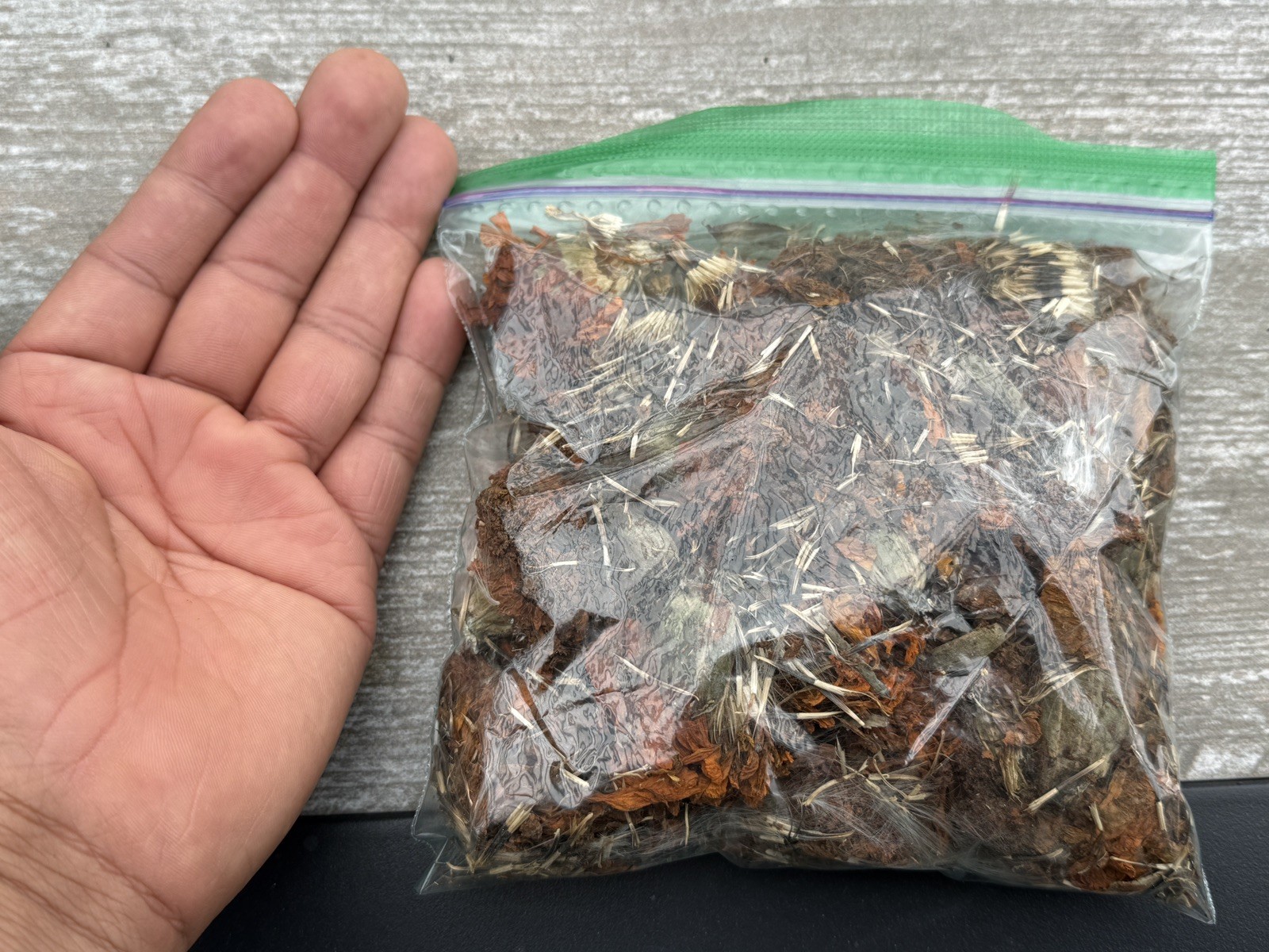 Cempasúchil Mexicano 🇲🇽 -300 Semillas (Mexican Marigold – 300 Seeds)