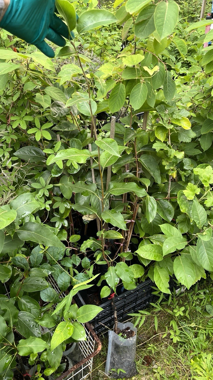 2-3 ft tall Shin Li Asian hybrid pear tree, grafted plant 2 year old