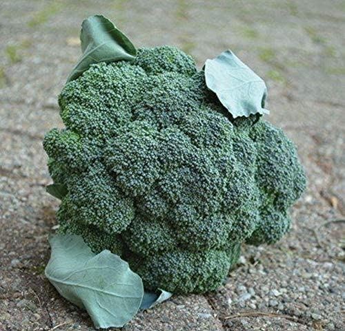 Arcadia F1 Broccoli Seeds Excellent Taste!! 5 – inch Wide Heads!! Nice & Yummy!!