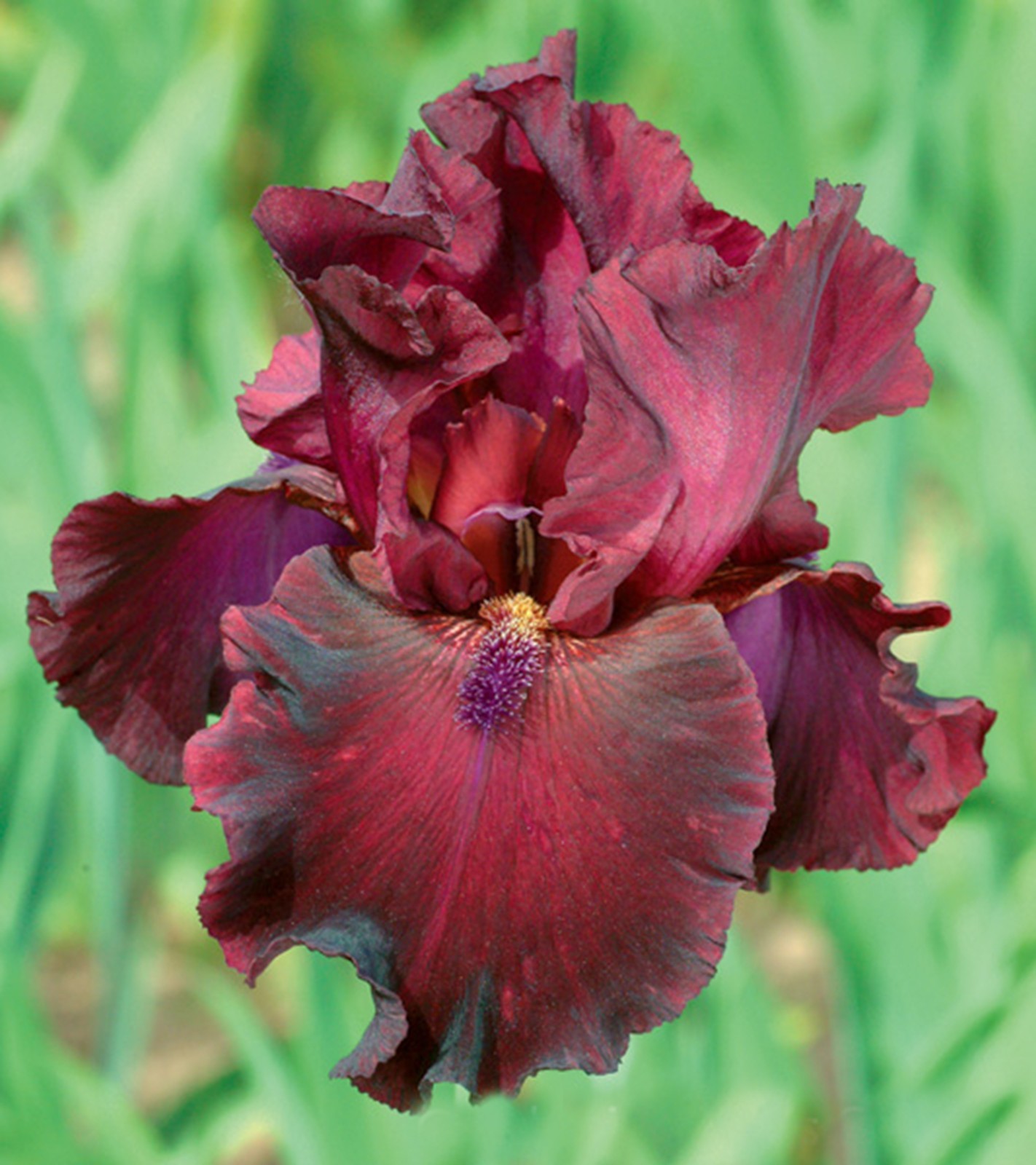**RIO ROJO** Tall Bearded Iris. Freshly Dug, Combined Shipping: Jul-Sep