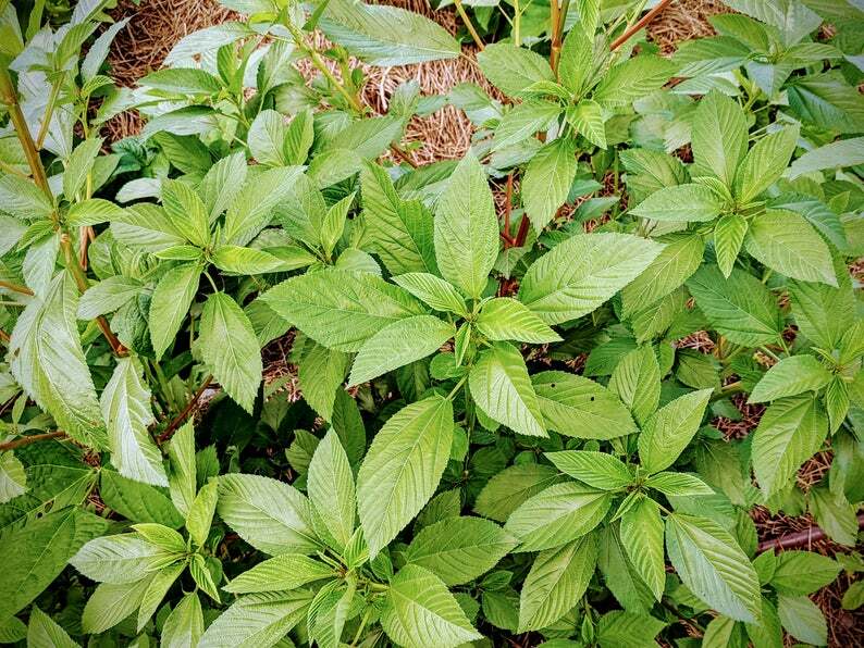 Egyptian Spinach Molokia Molokhia 1g Seeds Garden Planting Non-GMO