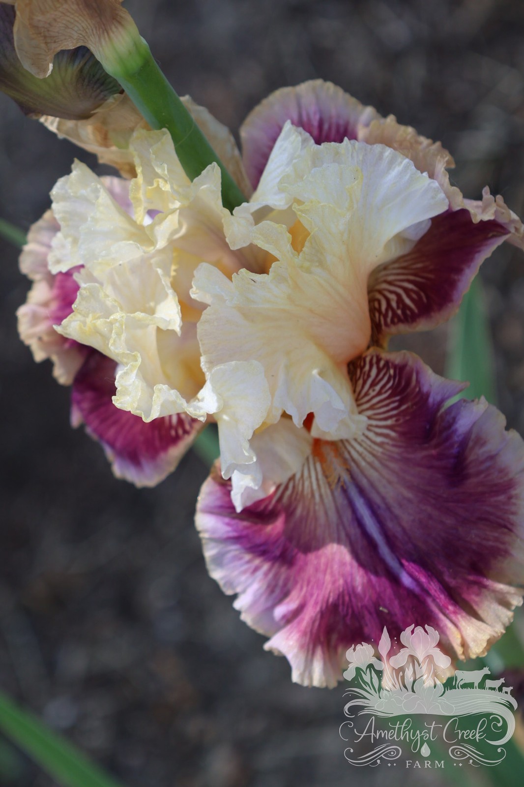 Iris – Coat Of Many Colors