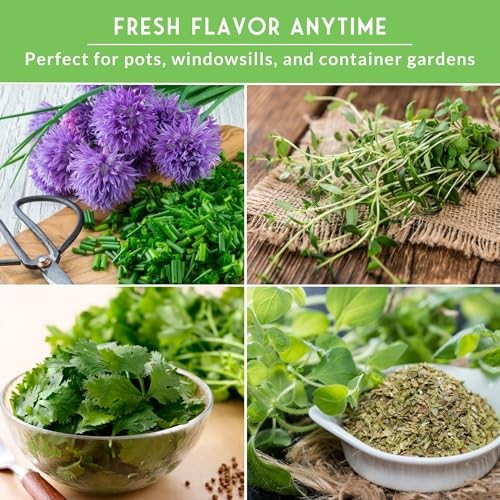 Indoor Herb Seeds Variety Pack | 10 Herbs for Planting – Basil, Mint, Parsley,