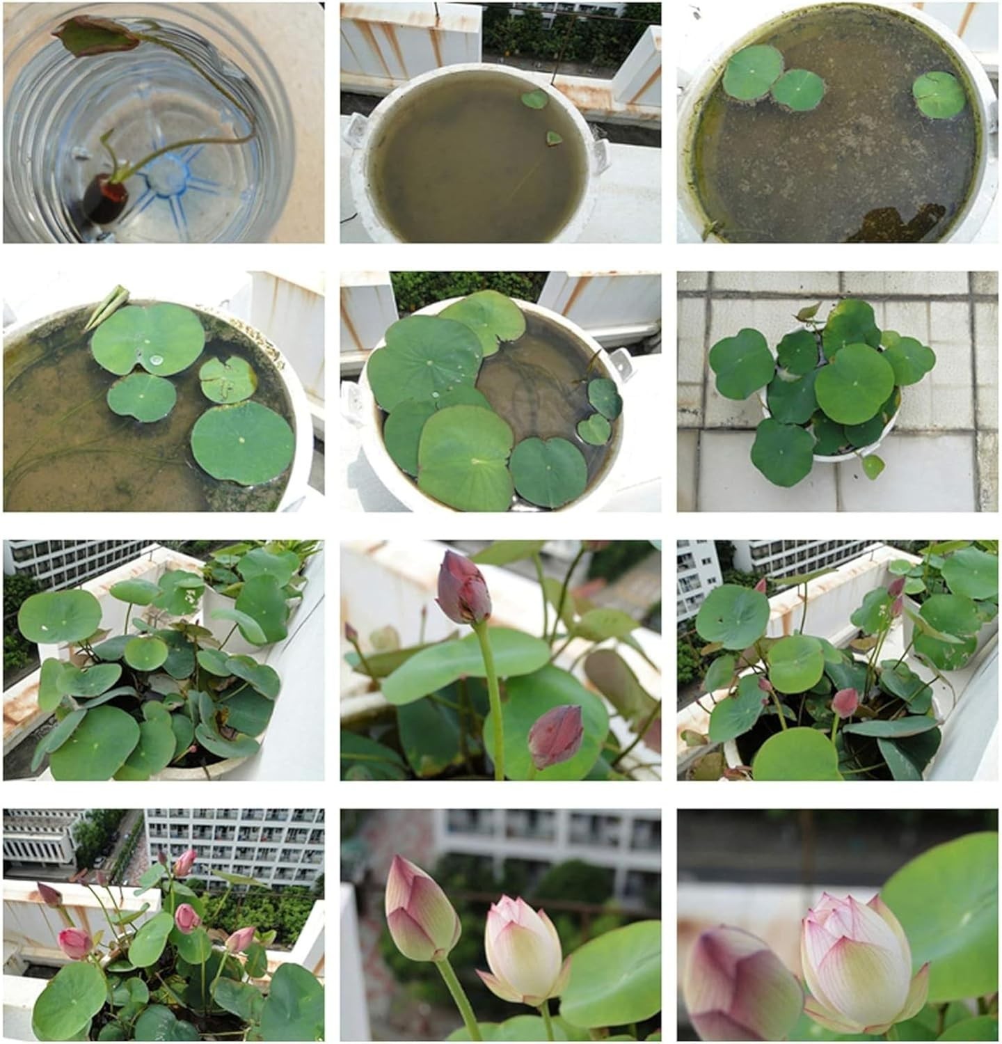 High Germination Lotus Seeds (15pcs) – Perfect for Indoor Bonsai & Outdoor Ponds