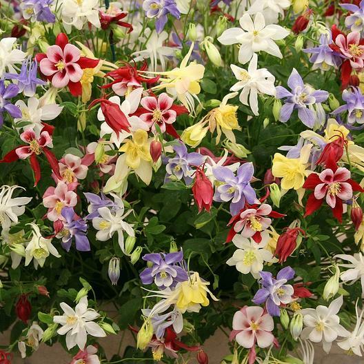 Columbine MCKANA GIANT Mix Perennial Hummingbirds Butterflies Non-GMO 200 Seeds