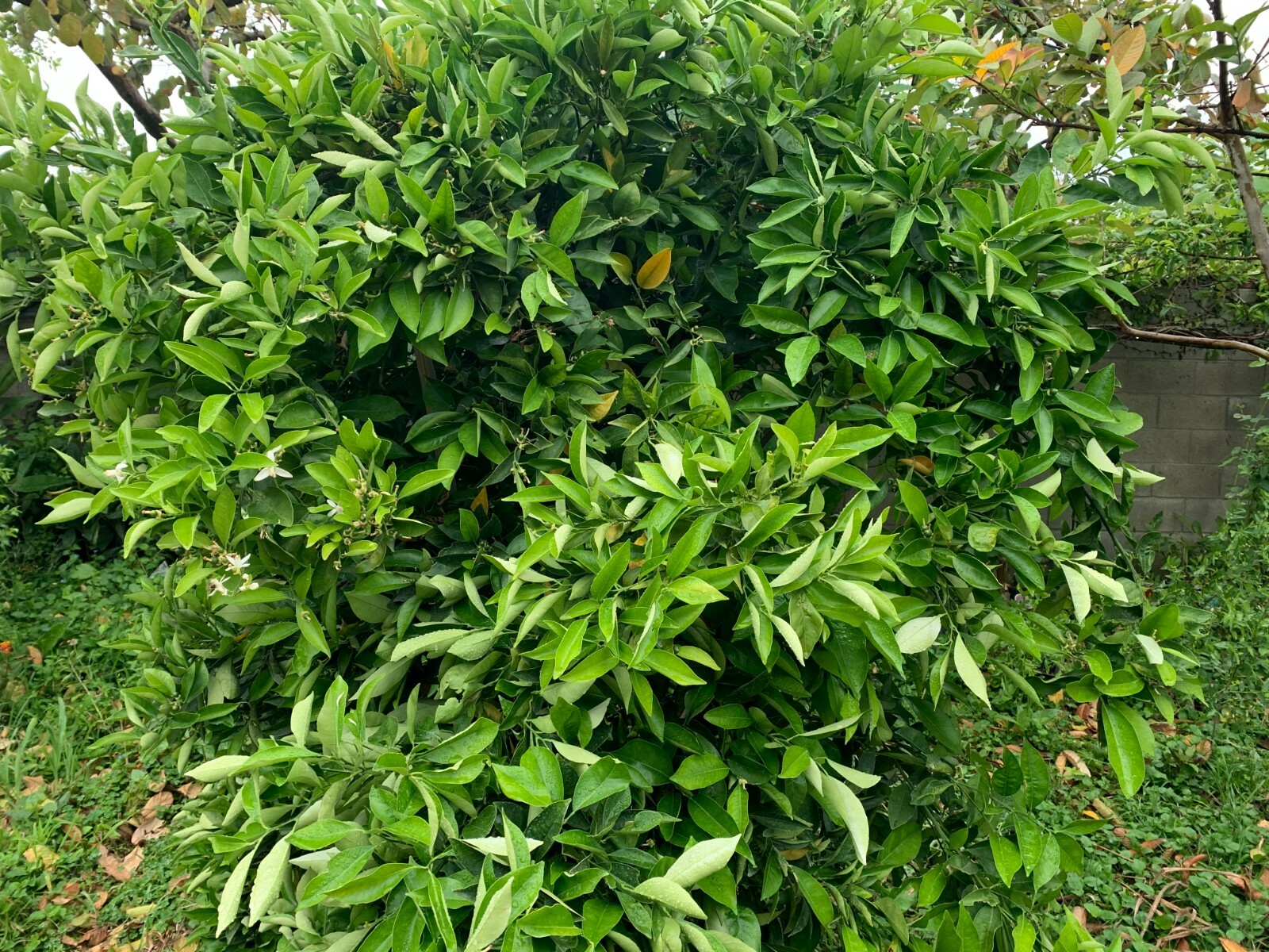 1 Ruby Valencia’ Sweet Orange Tree, Cuttings Rooted Orange Tree