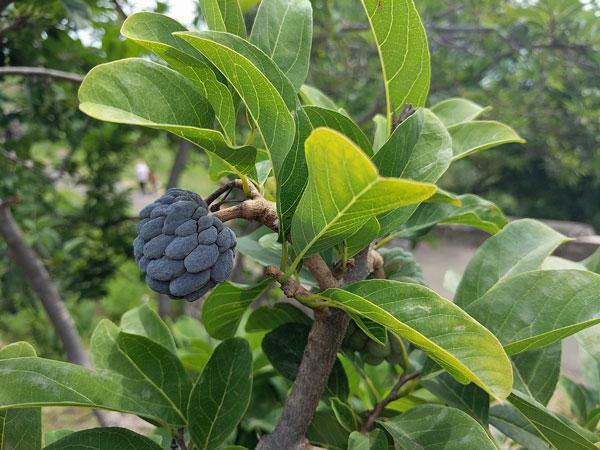 Annona squamosa | Sugar Apple | Sweetsop | 20 Seeds