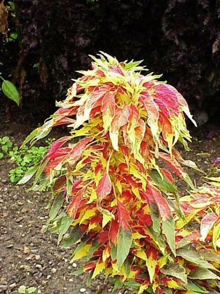 Amaranthus tricolor | Edible Amaranth | Tampala | Joseph’s Coat | 100 Seeds
